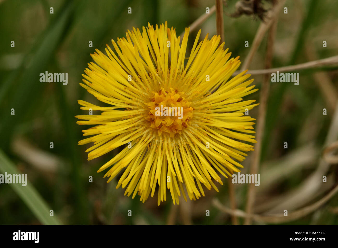 Coltsfoot Tussilago farfara Family Asteraceae a close up shot showing detailed macro flower structure Stock Photo