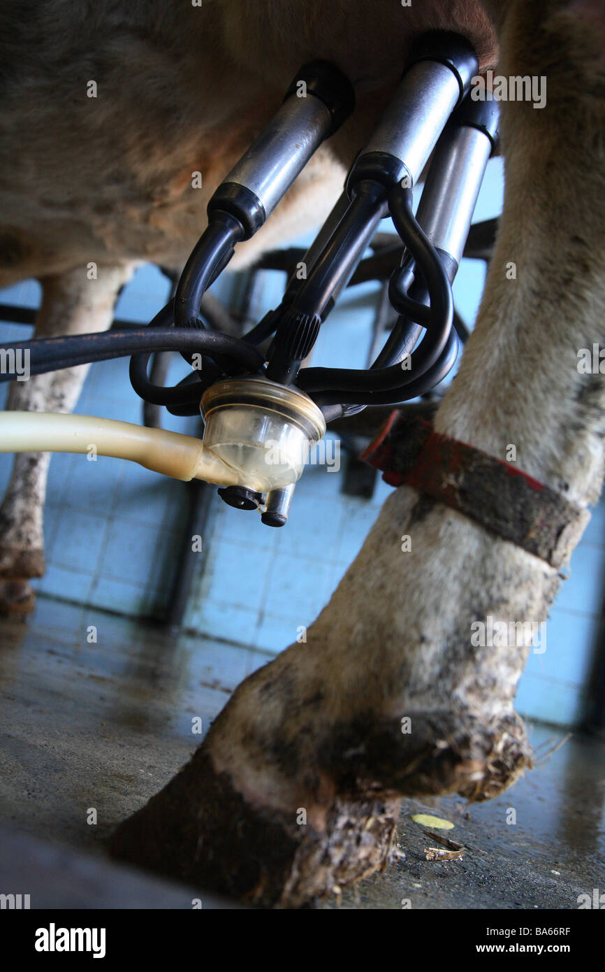 Organic milk dairy in Kent,England Stock Photo Alamy