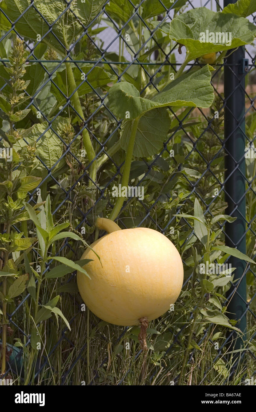 Stitch-wire-fence detail pumpkin fence wire-fence plant vegetables pumpkin-plants food-pumpkin fruit ripe tremendously Stock Photo
