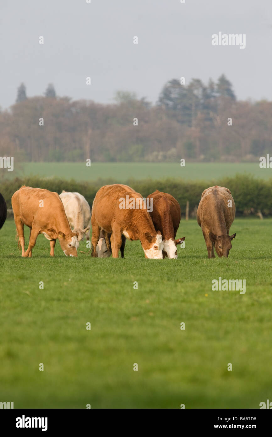 Young Beef Cattle On Spring Grass Stock Photo