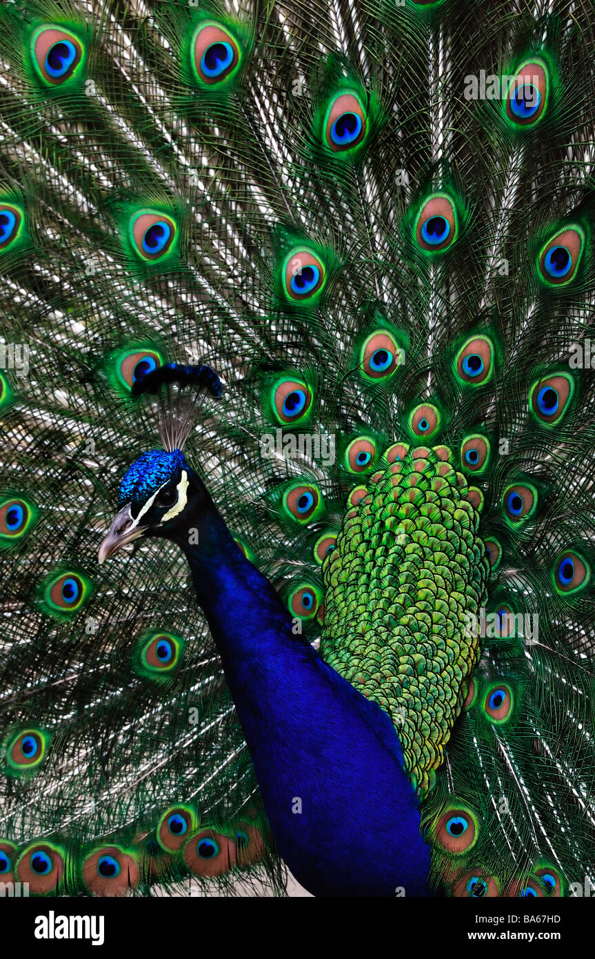'Close up', Portrait, Peacock, Head and Spread out 'Feather Tail' Stock Photo
