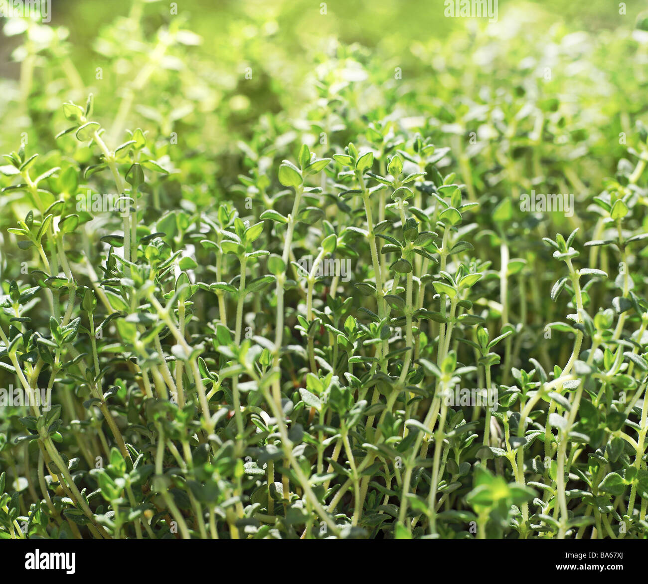 Herbal-garden garden-thyme thymus vulgaris detail garden herbal-bed plants thyme garden-herbs herb herbs seasoning-herbs Stock Photo