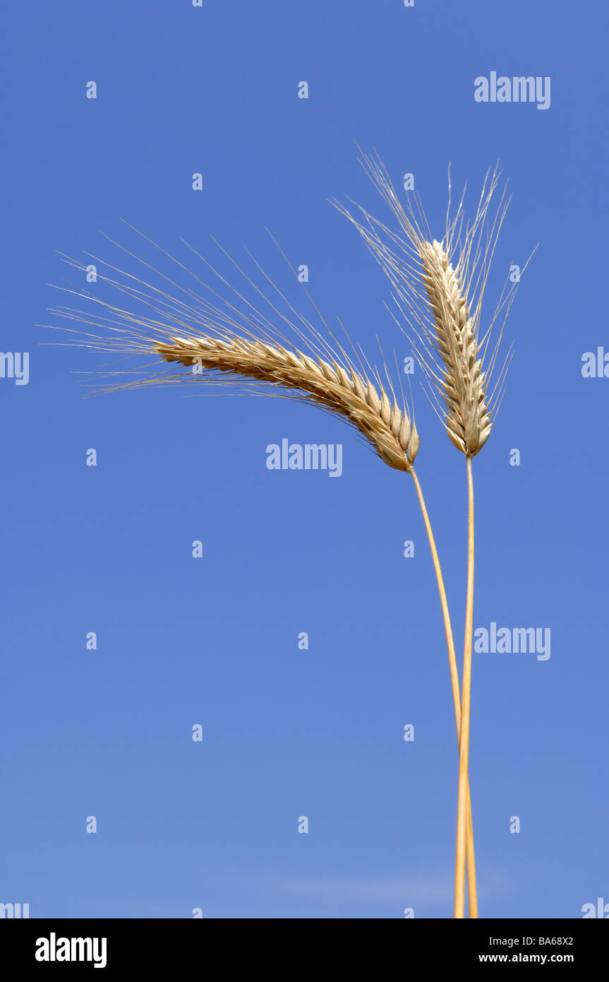 Gerstenähren detail plant useful plant culture-plant grains seed-barley ...