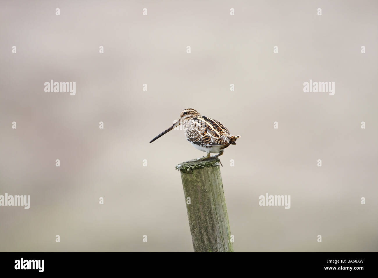 Snipe Gallinago gallinago on Fence Post Teesdale County Durham Stock Photo