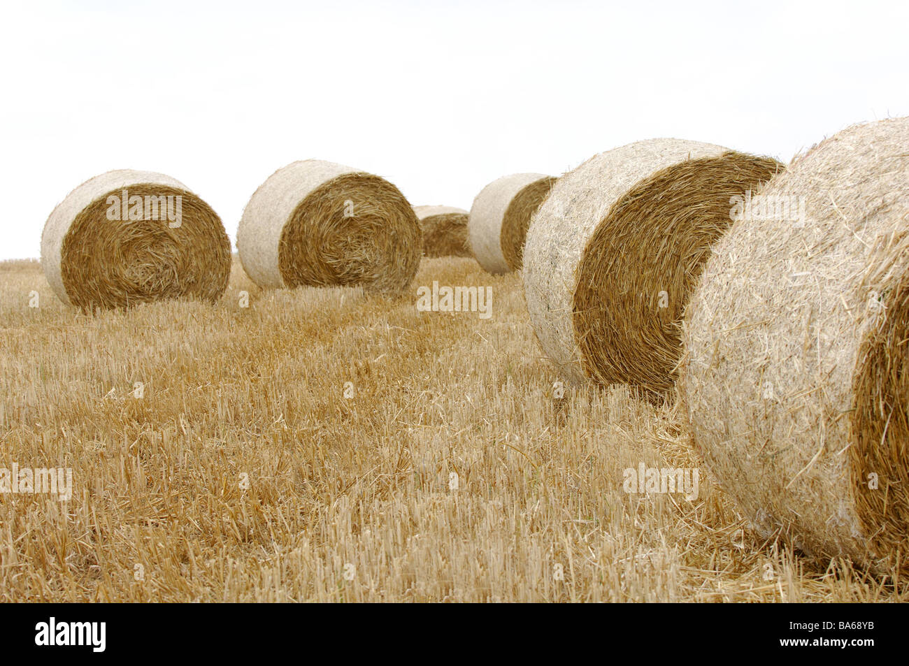 Stubblefield strawroundbale grainfield reaped strawharvest harvest