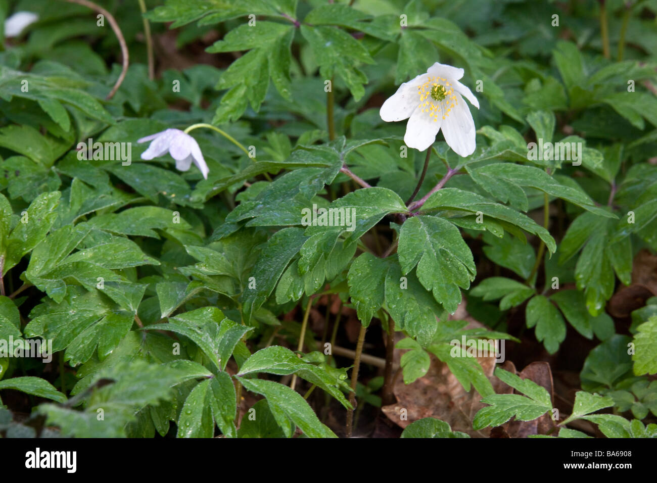 Wood anemone anemone nemorosa or windflower Stock Photo Alamy