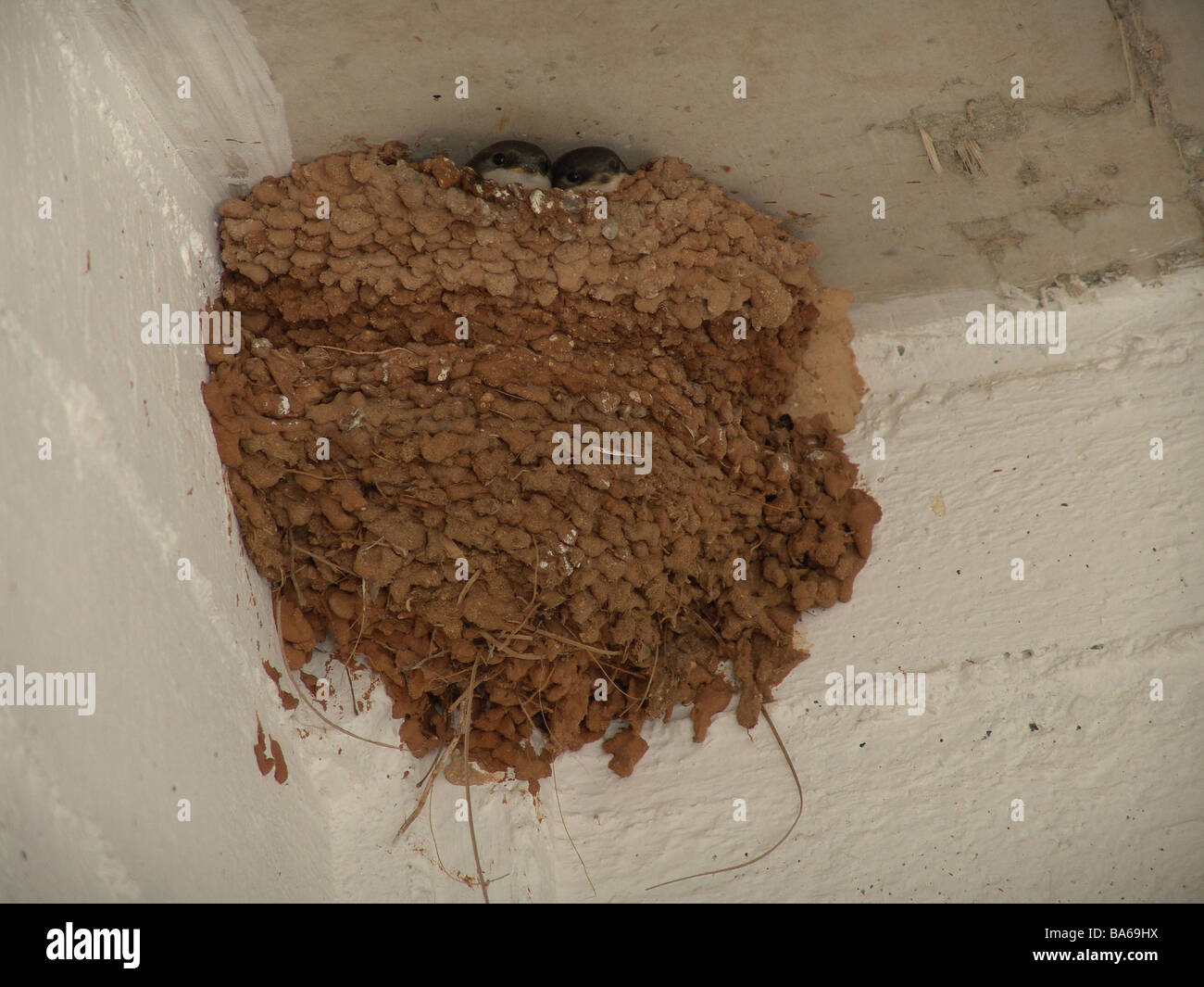 Buildings indoors walls corner swallownest squabs housewall wall