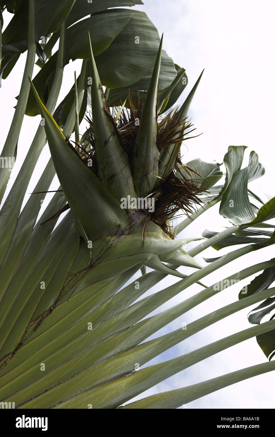 Ravanulla Tree Tree of the traveler Ravenala madagascariensis detail blooms banana ...