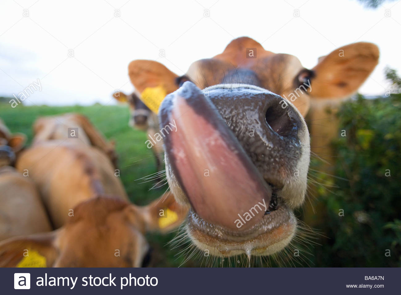 Cow Tongue Stock Photos & Cow Tongue Stock Images Alamy