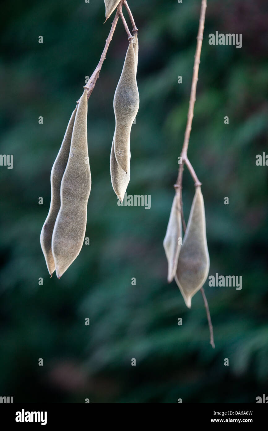 Wisteria seed pods hires stock photography and images Alamy