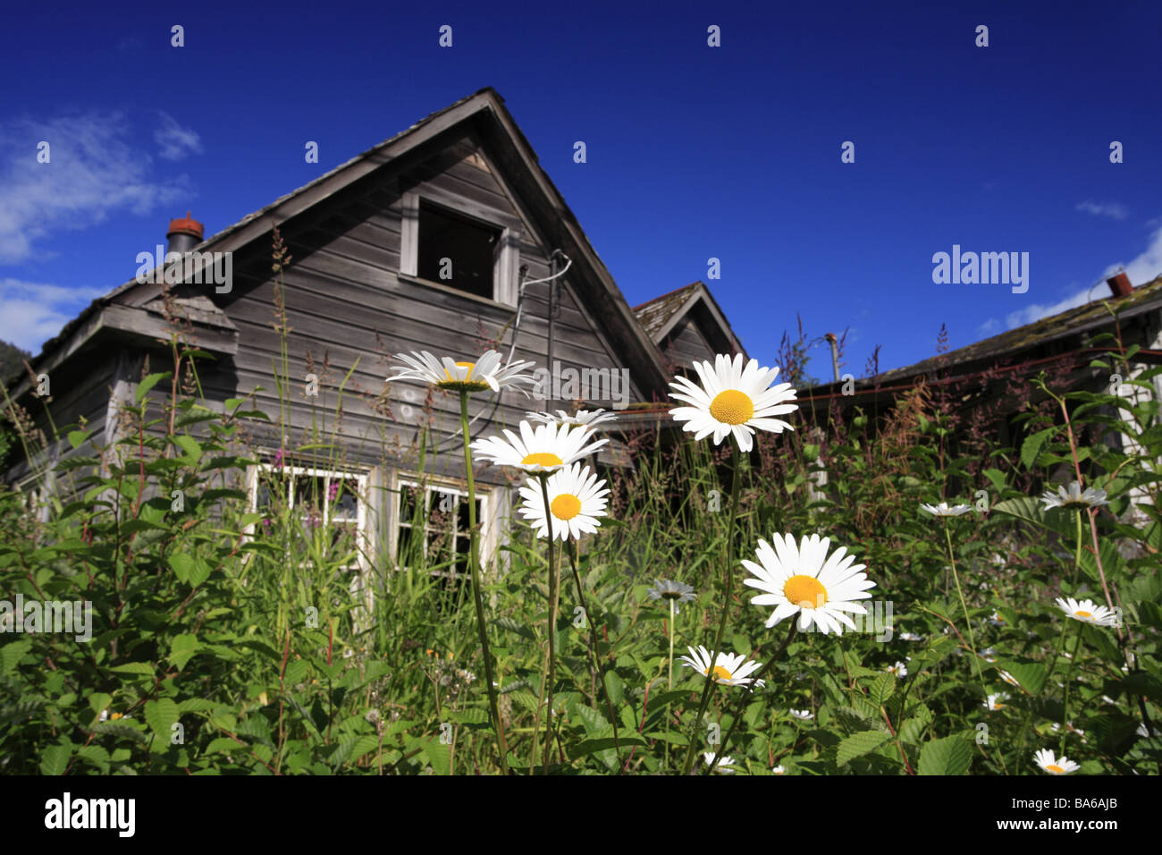 USA Alaska Alexanderarchipelago Revillagigedo Iceland Ketchikan wood
