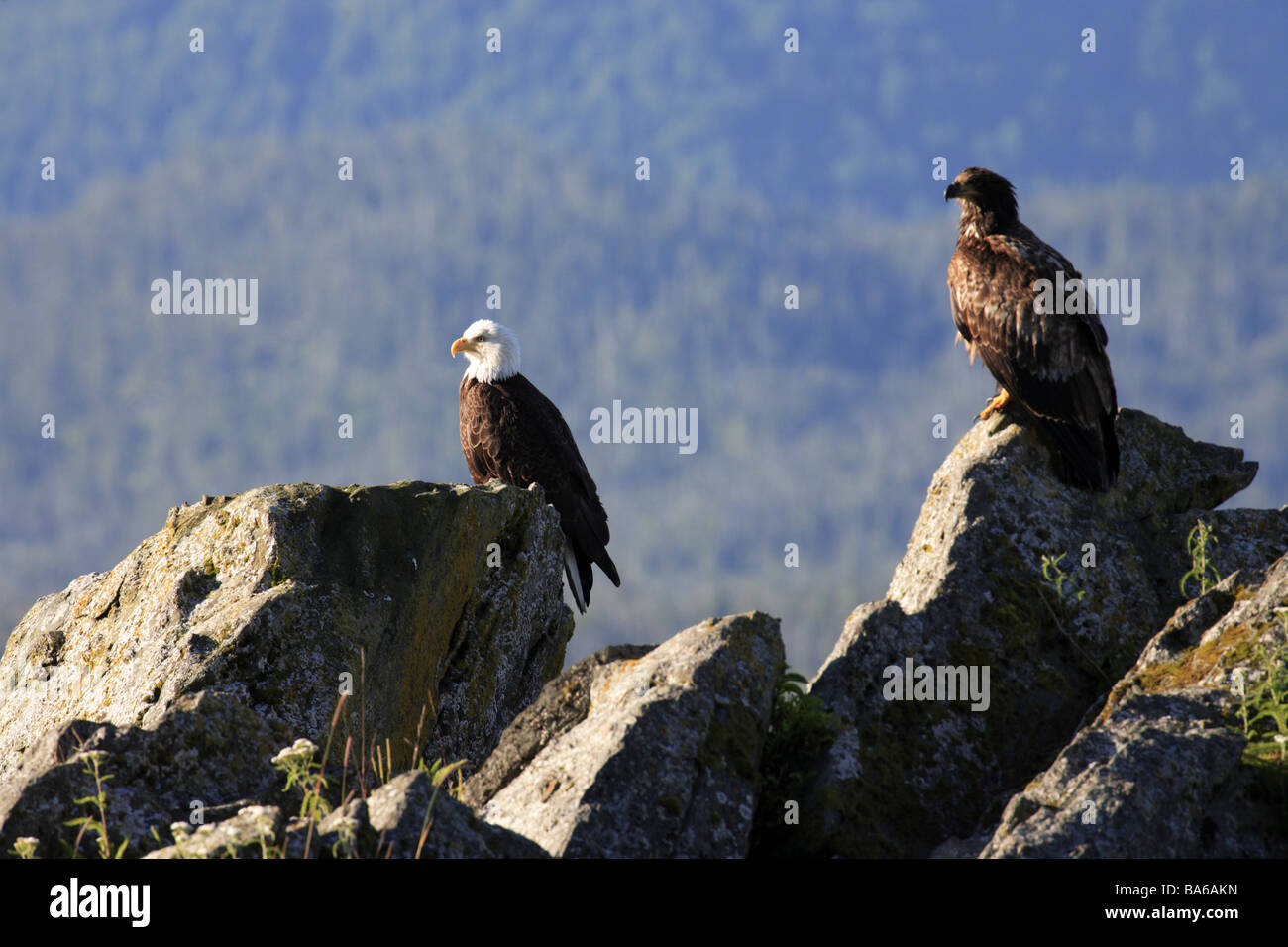 Know head sea eagles hi-res stock photography and images - Alamy