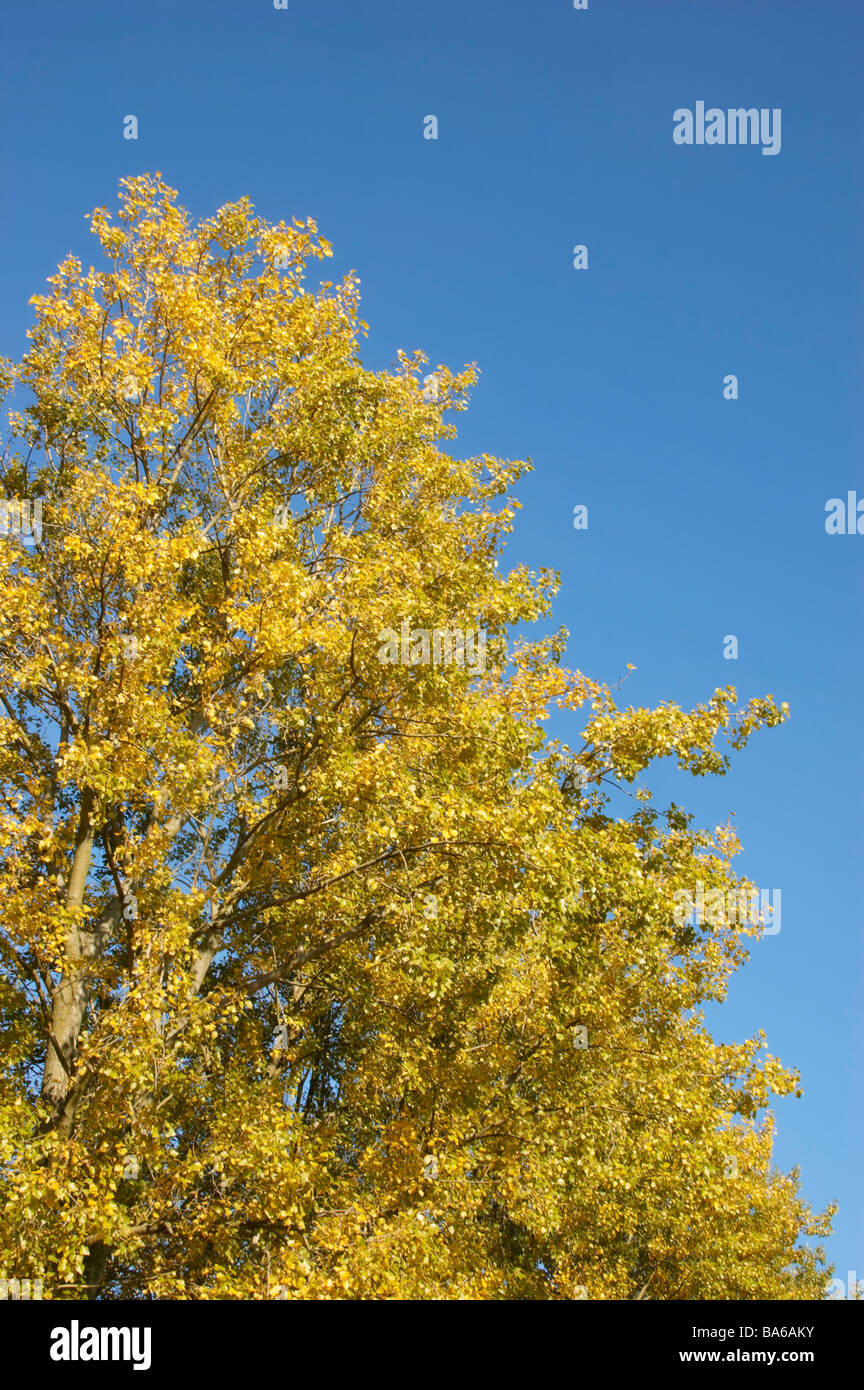 Autumn leaves on a tree against a clear blue sky Stock Photo - Alamy