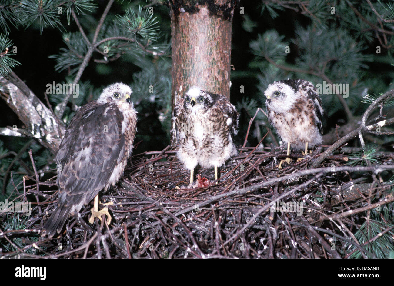 Sparrowhawk.Three juveniles standing on a nest in a conifer plantation. Stock Photo
