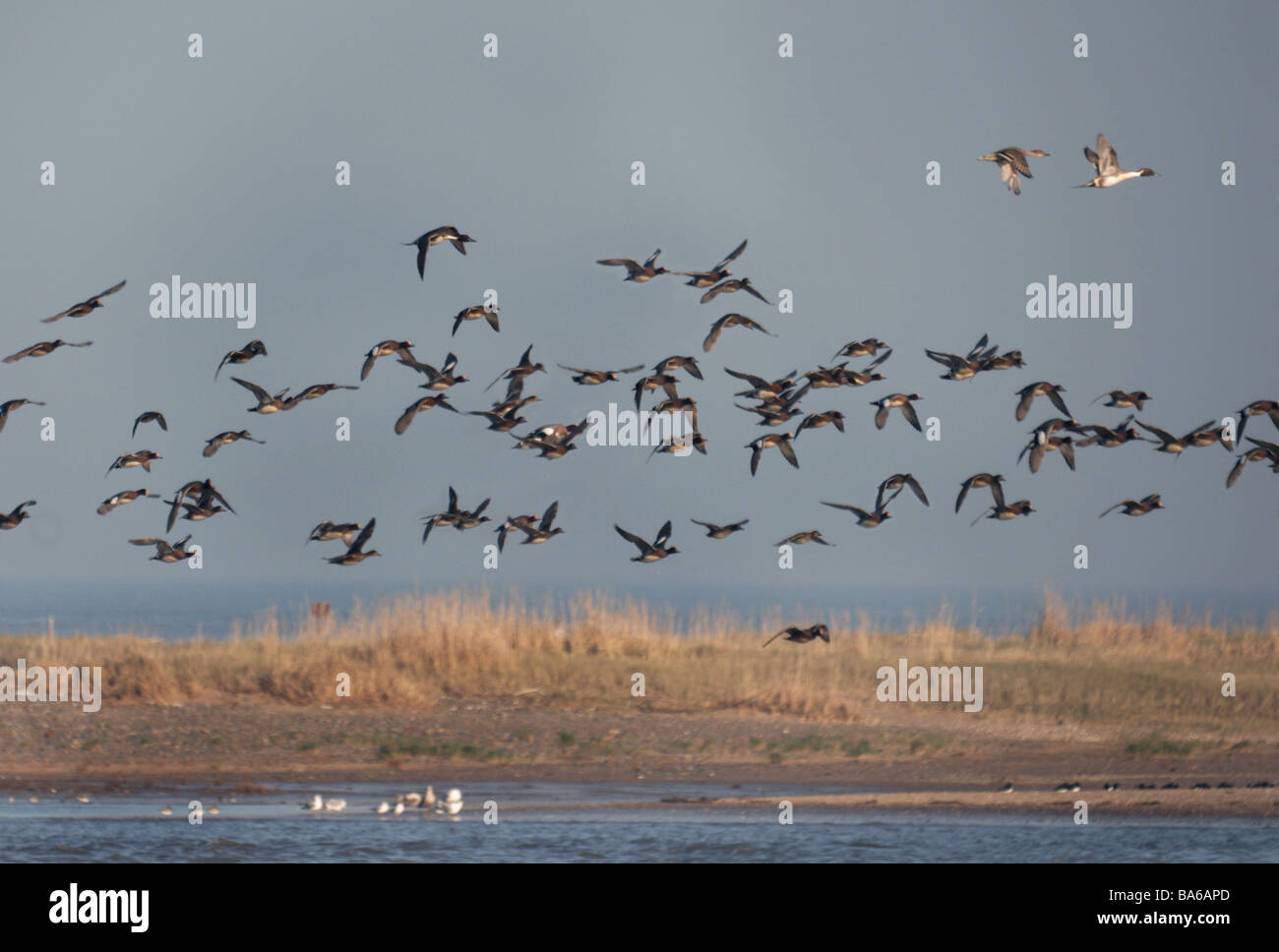 Wigeon 'Anas penelope'. Flock with three Pintail leaving a high tide roost. Stock Photo