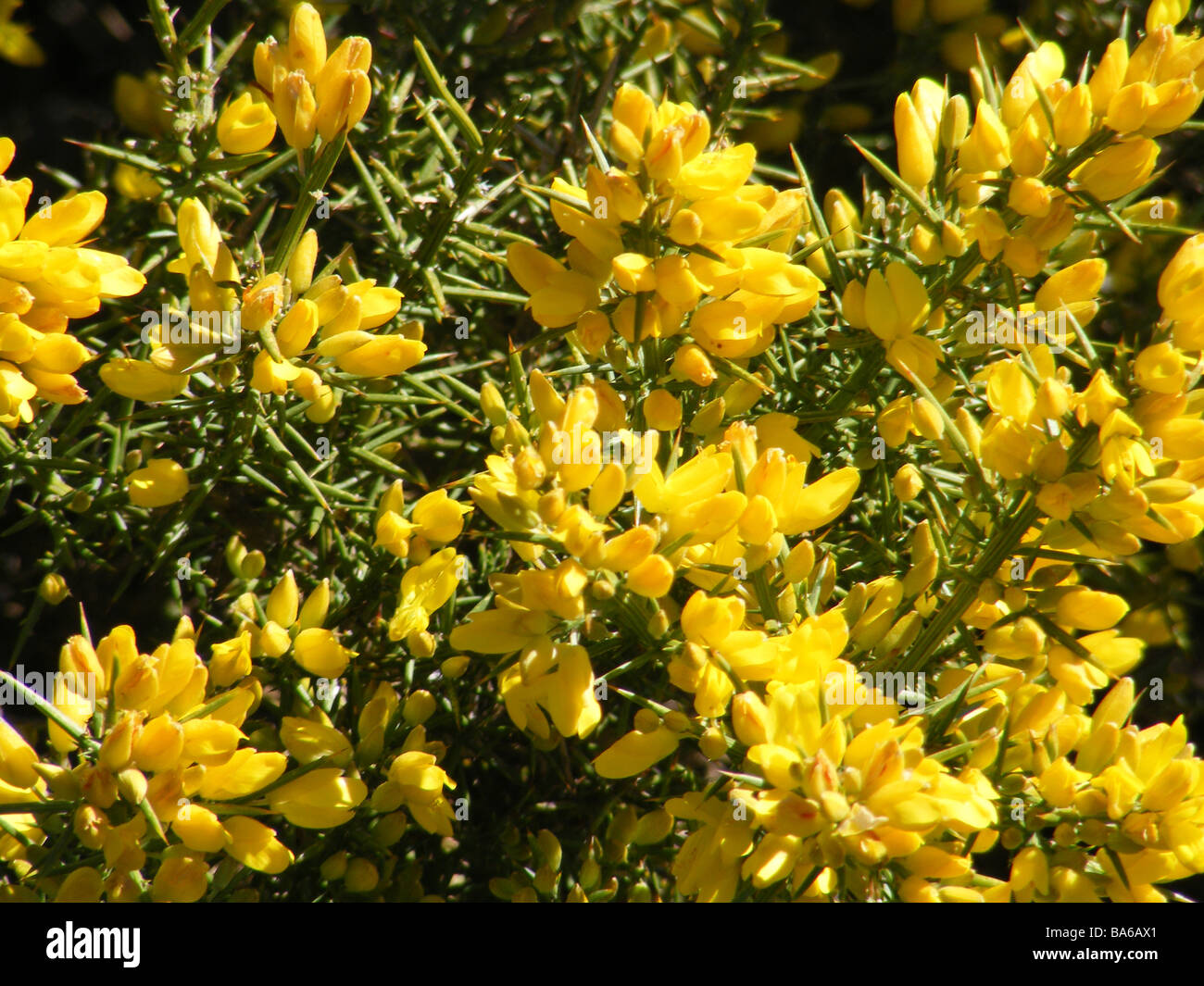 25 Gorse Hedging Bush,Prickly Furze Plants,Fragrant Yellow Whin Evergreen Hedge 