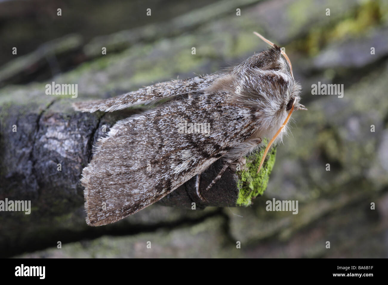 Horned moth hi-res stock photography and images - Alamy