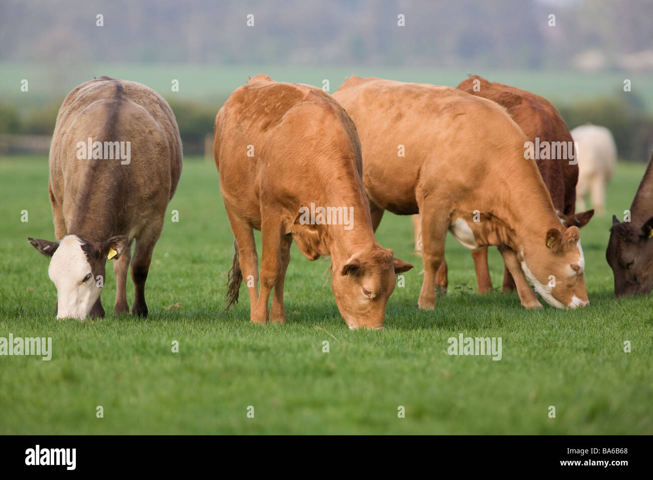 Young Beef Cattle On Spring Grass Stock Photo