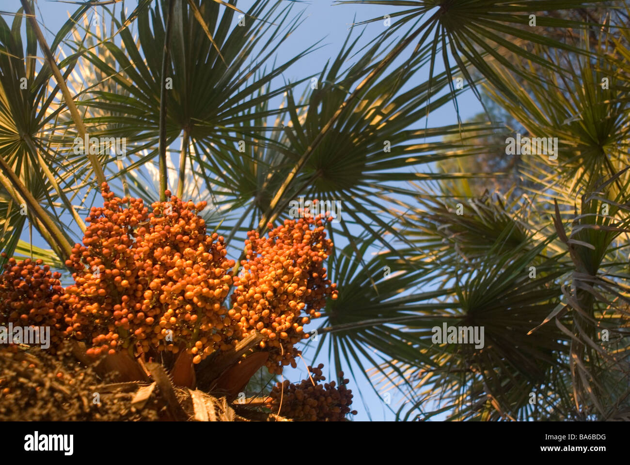 Dwarf palm Chamaerops humilis , Villa Ada, Rome, Italy Stock Photo