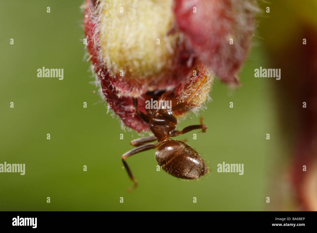 Garden Ant feeding on a gooseberry flower (Lasius niger, black garden ant) Stock Photo