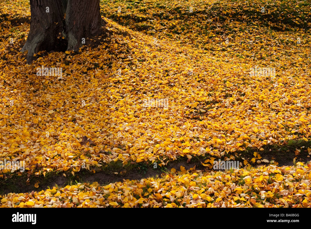 Park ground covered with leafs in autumn. Stock Photo