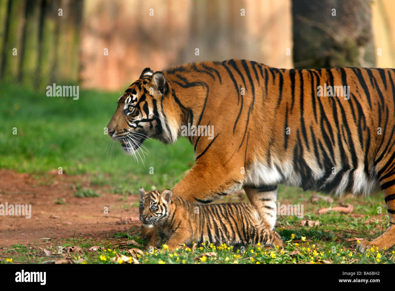 Tiger cub mother hi-res stock photography and images - Alamy