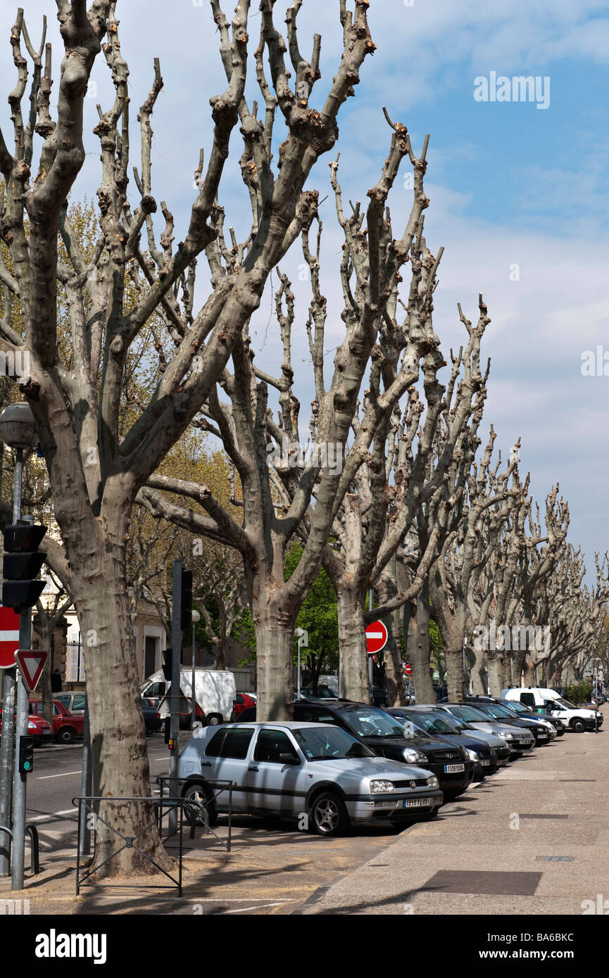 Plane trees provence hires stock photography and images Alamy