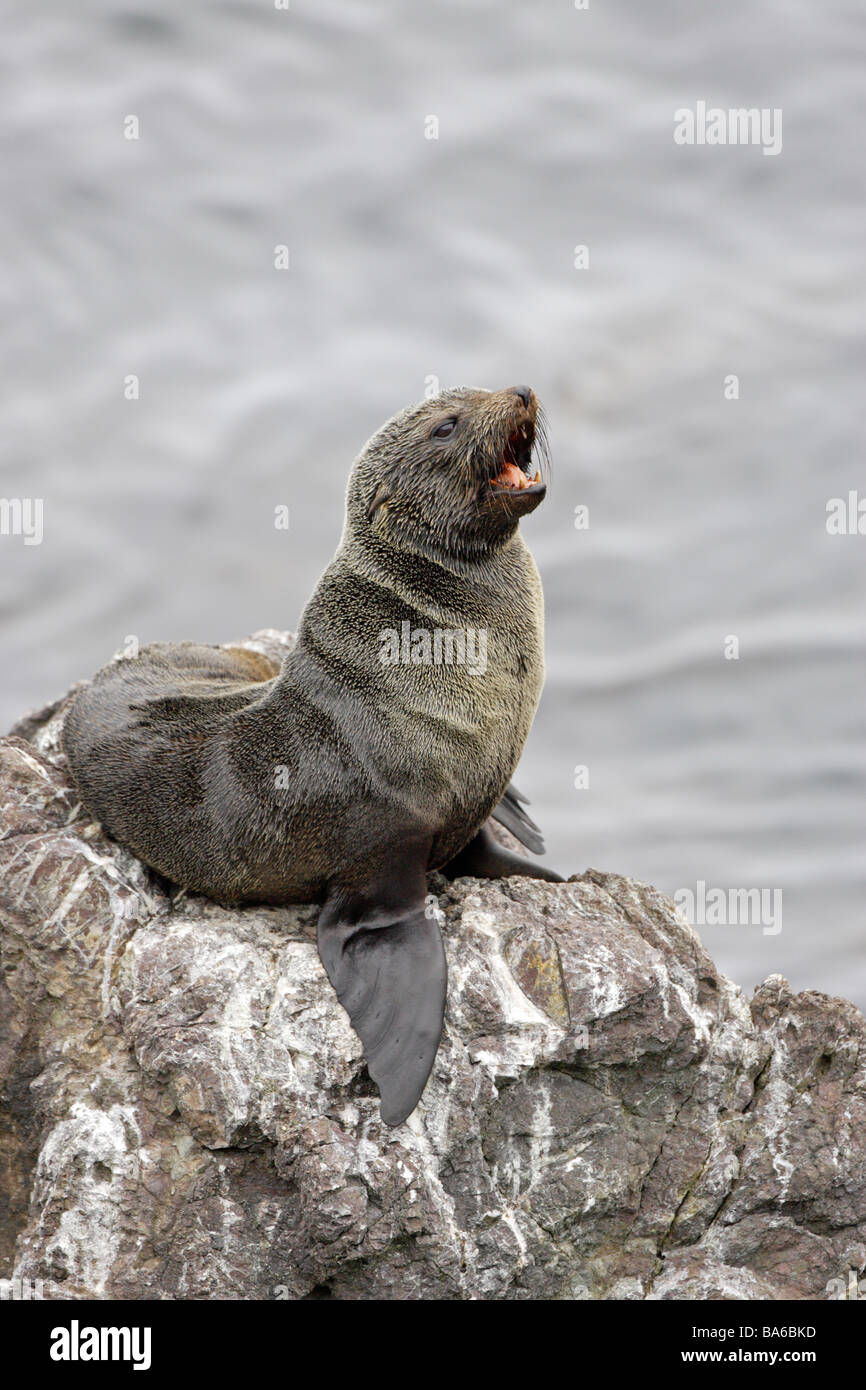 Red Rocks Seals Seal on a rock hi-res stock photography and images - Alamy