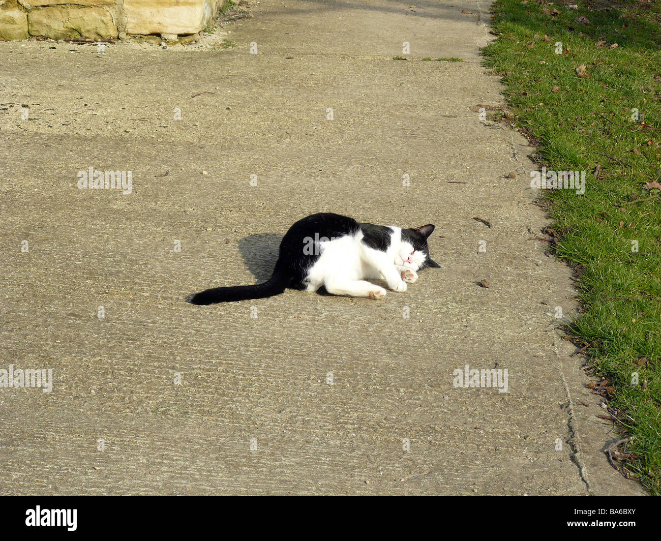 cat rolling on the path Stock Photo Alamy