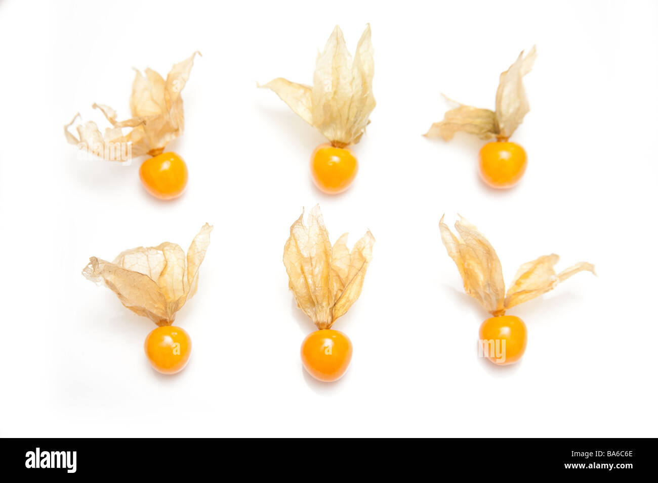 Physalis isolated on a white studio background Stock Photo