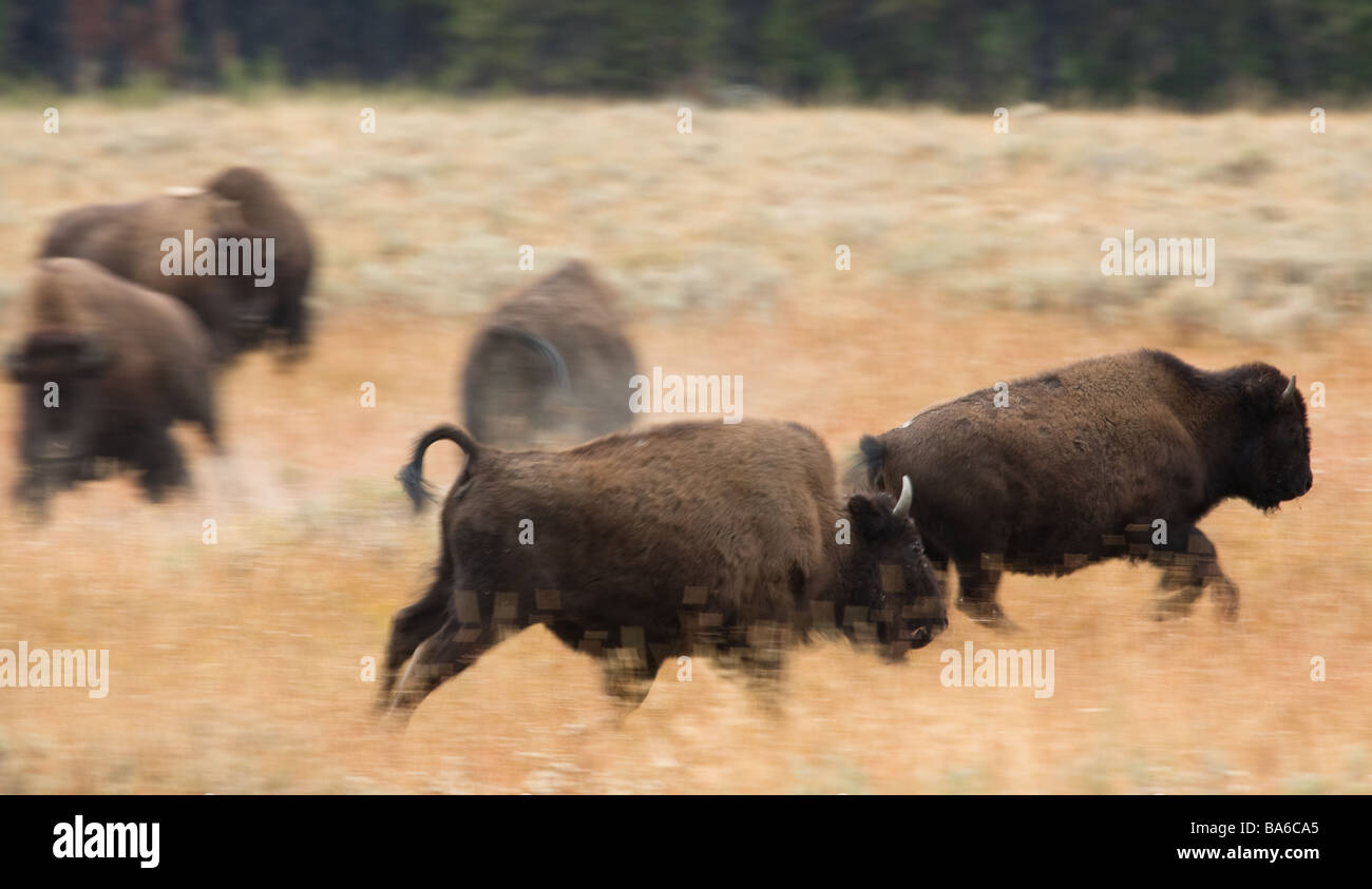 A herd of Bison breaks into a run suddenly Stock Photo