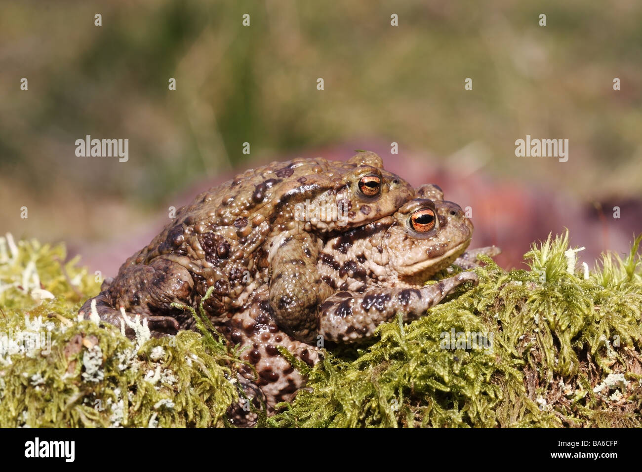 European Common Toads Bufo Bufo Mating United Kingdom Stock Photo