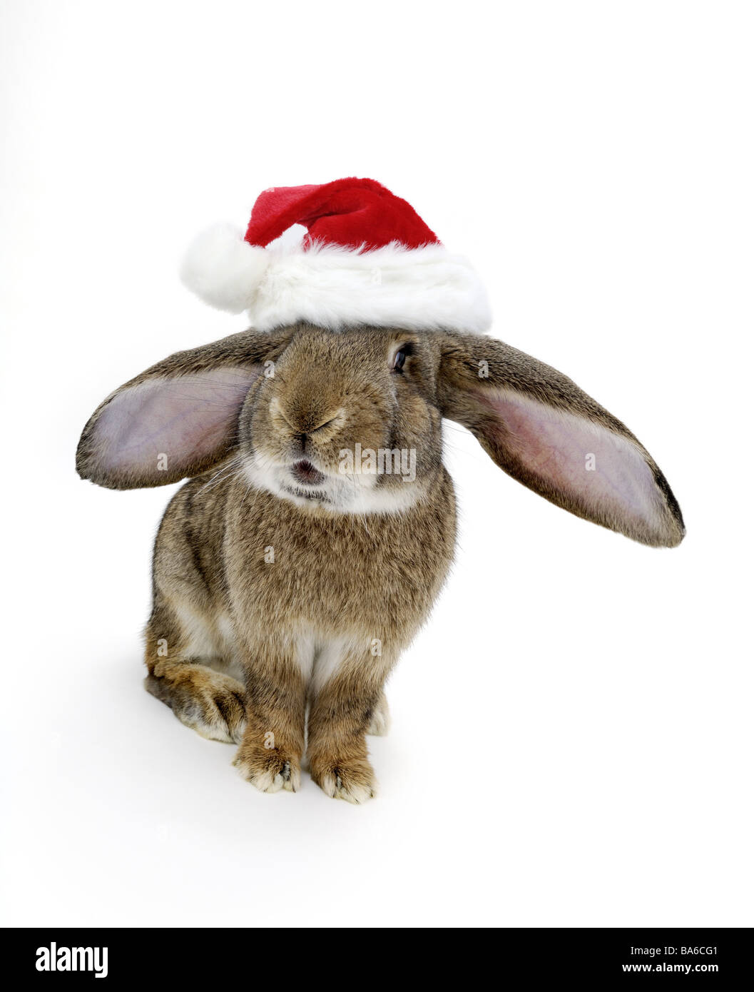 Hare Christmas-cap [M] rabbits Christmas Advent concept Christmas-hare Easter bunny disguise Santa Claus temporary worker Stock Photo
