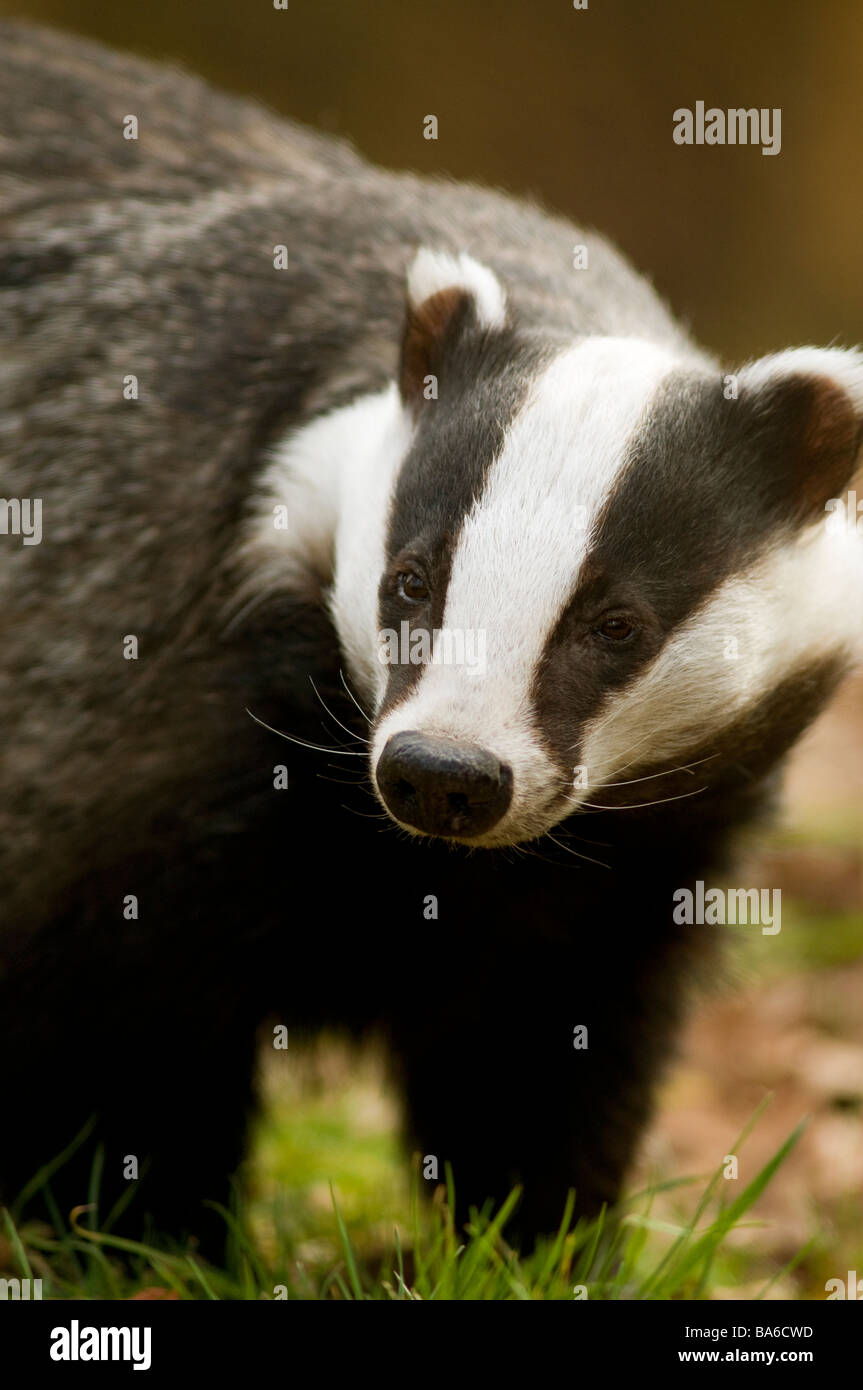 European Badger Meles meles Stock Photo