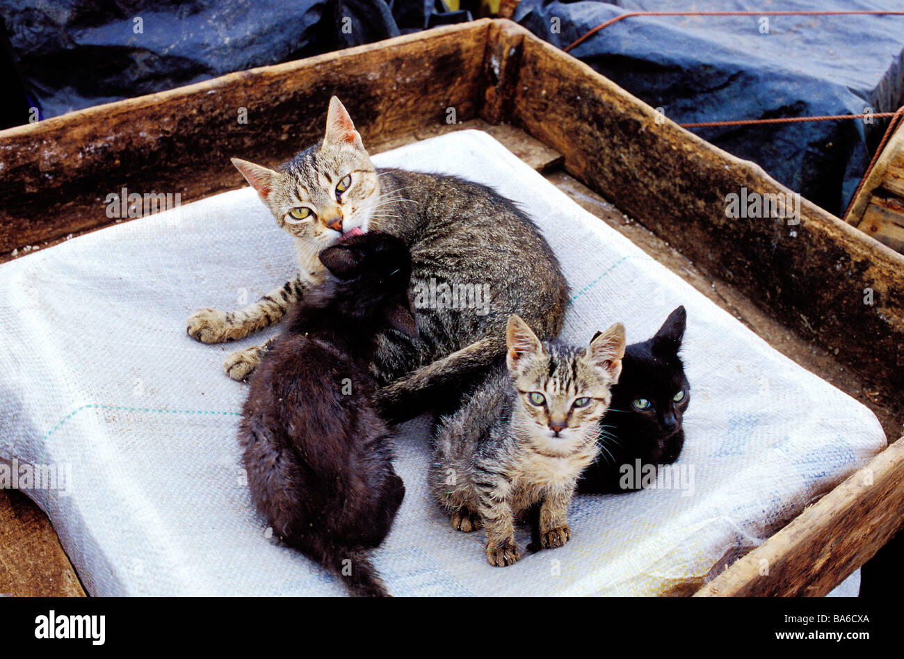 Morocco, Essaouira, mother cat licking her babies Stock Photo