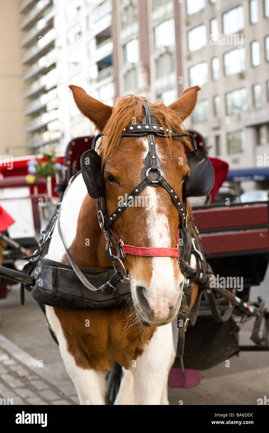 Close up view of carriage horse and hansom cab in New York City, New York, USA Stock Photo