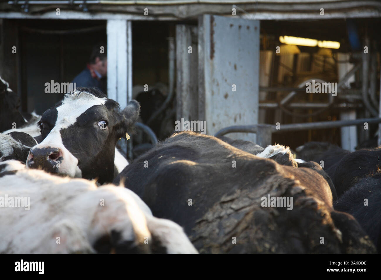 Organic milk dairy in Kent,England Stock Photo