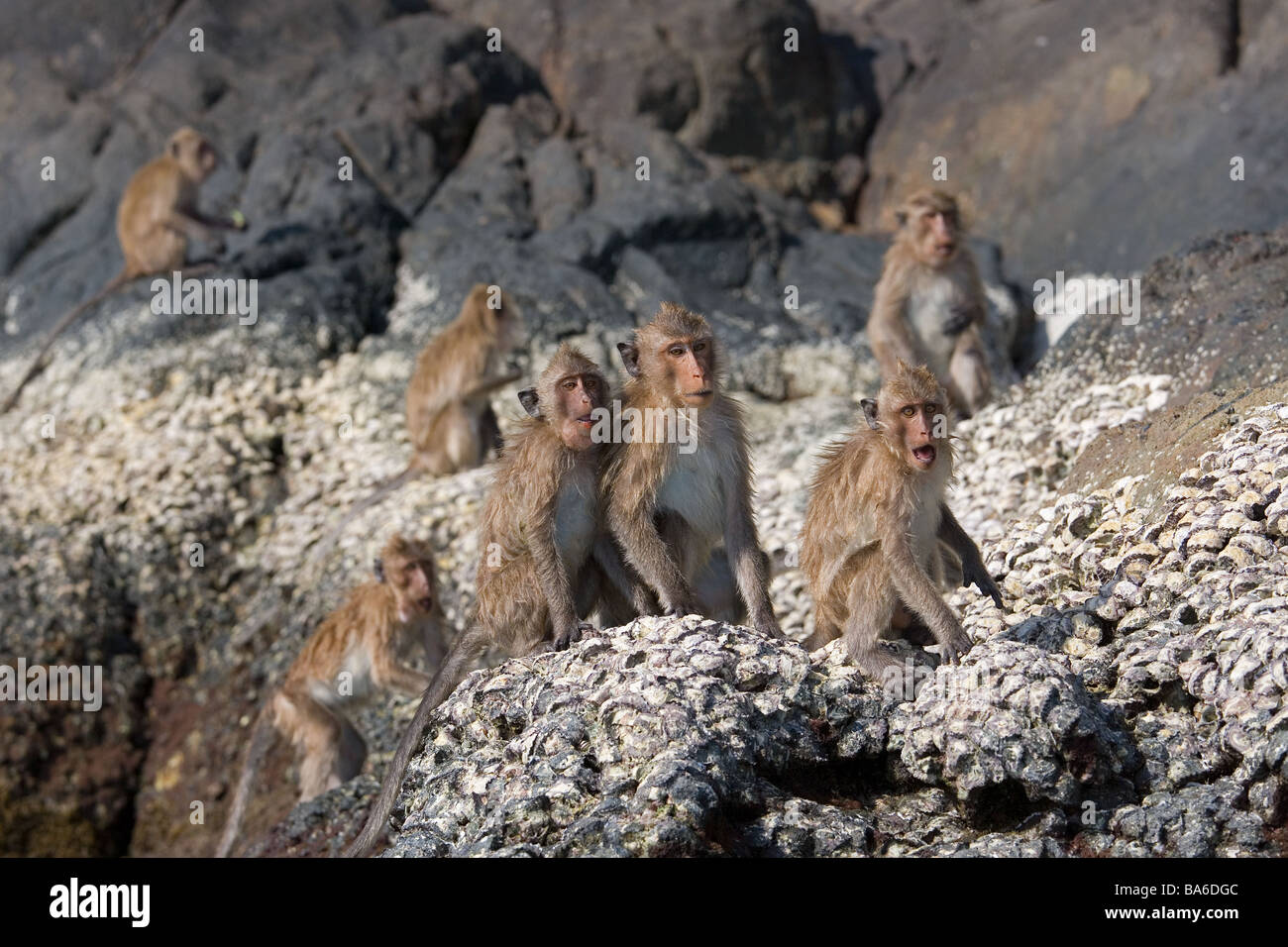 Crab eating Macaque Macaca fasdicularis Thailand Stock Photo Alamy