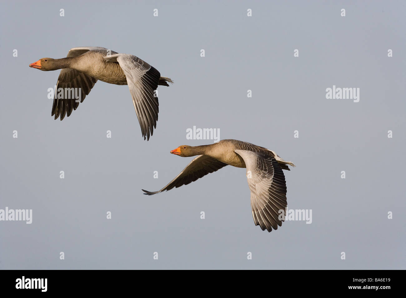 Greylag Geese Anser anser Flock in Flight over Norfolk coastal marshes Stock Photo