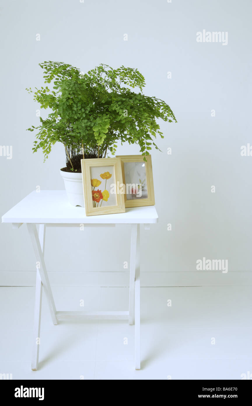 Potted plant and framed photographs on coffee table Stock Photo - Alamy
