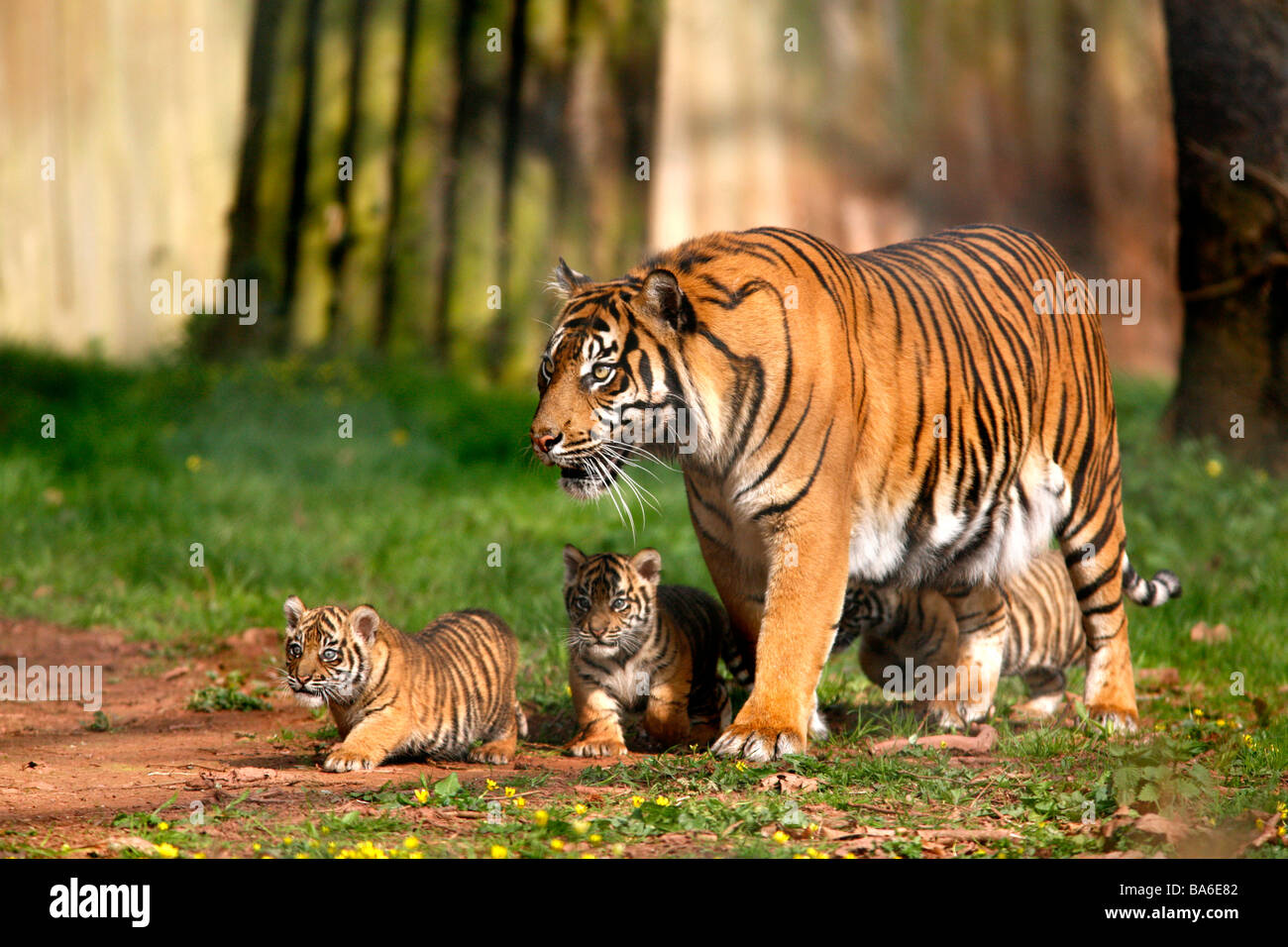Tiger Cubs at Paignton Zoo Stock Photo
