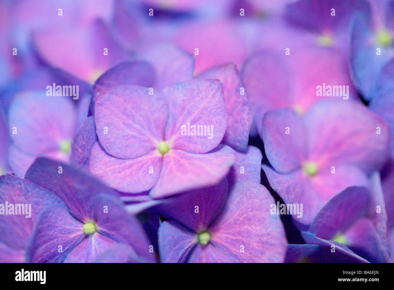 Blossoms of Hydrangea close up Stock Photo - Alamy
