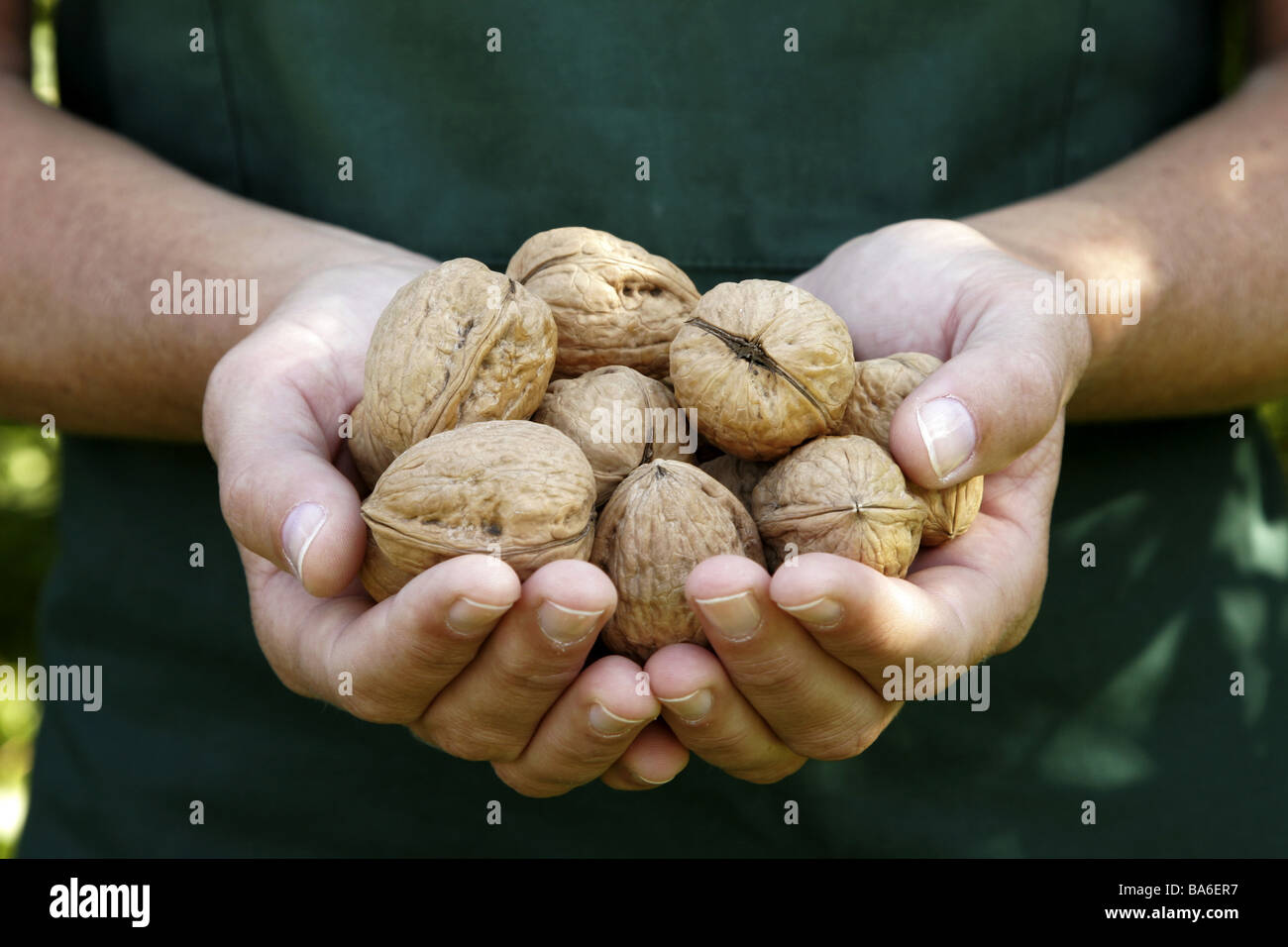 Garden woman garden-apron detail hands walnuts harvested presents autumn agriculture gardening gardener apron with pride fruits Stock Photo