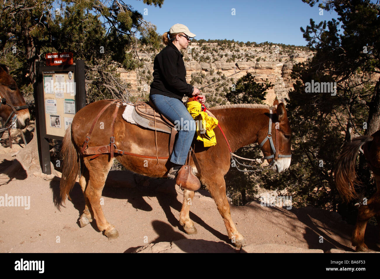 Mule ride grand canyon hi-res stock photography and images - Alamy