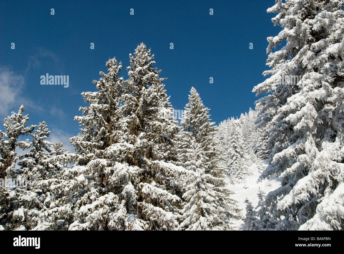 Snowy trees and blue sky Stock Photo - Alamy