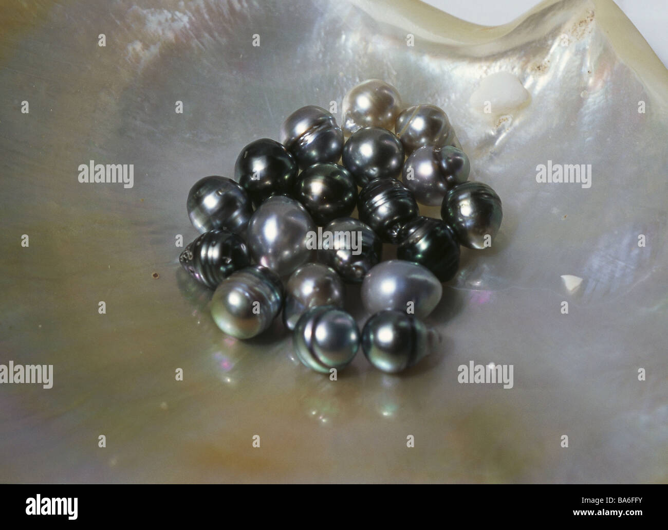 FrenchPolynesia pearlbreeding oysterpeel black Tahitipearls "fanny
