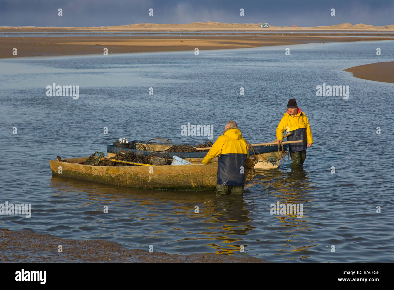 Harvesting Mussels in Blakeney Harbour Norfolk Stock Photo