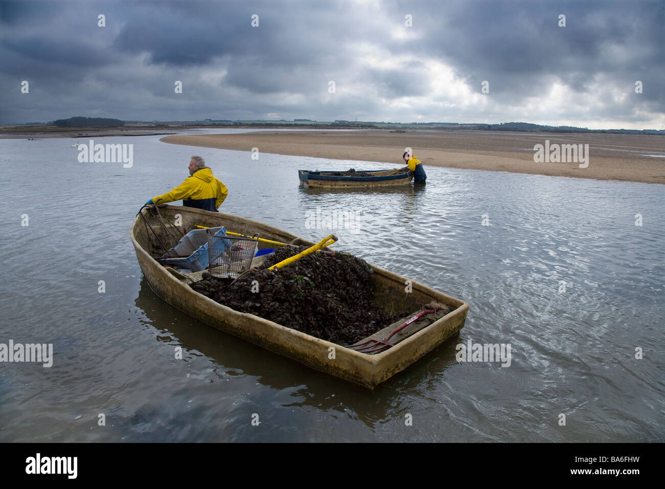 Returning with harvested mussels River Stiffkey Blakeney Harbour Norfolk September Stock Photo