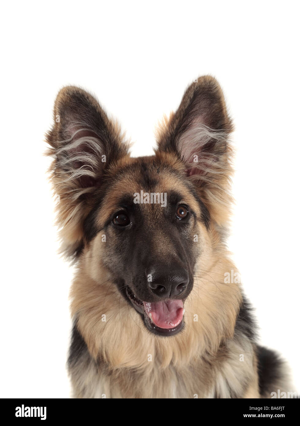 are all german shepard dogs ears up