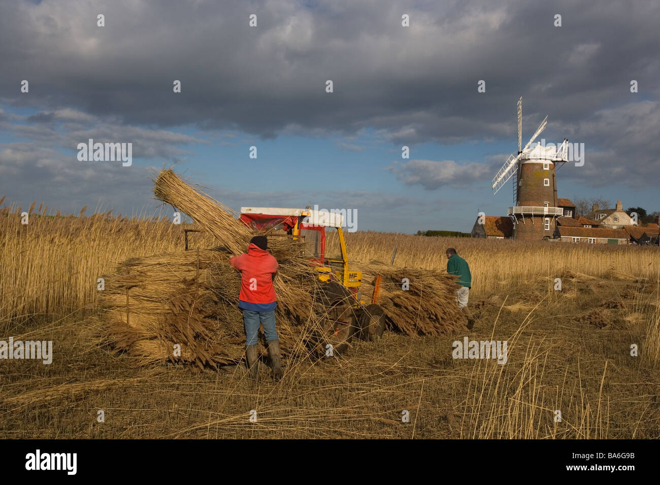 Cutting reeds for thatching on Cley Marshes North Norfolk in Mid Winter Stock Photo